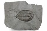 Dalmanites Trilobite Fossil - New York #357141-1